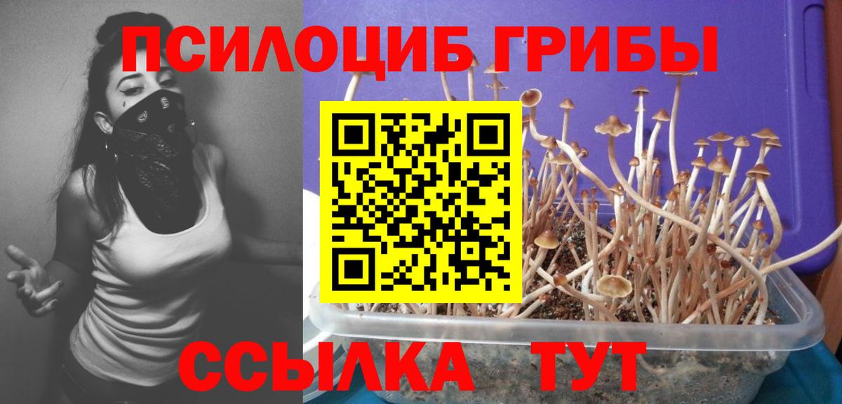 Галлюциногенные грибы Cubensis Муравленко